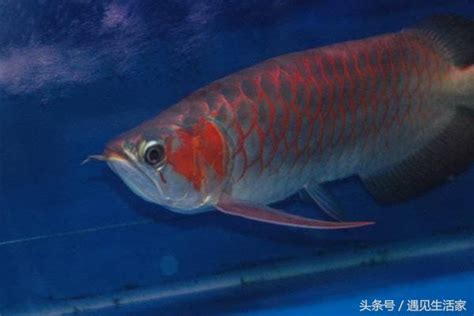 紅龍魚等級|【紅龍品種】紅龍魚圖鑑，揭密絕美品種讓你後悔錯過！